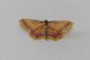 Idaea muricata
